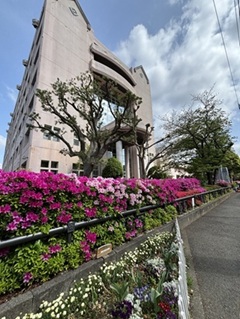 春から初夏へ 咲き誇るツツジと母校