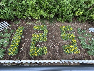 花壇に咲く「125」。PTAの皆さんが育てる記念のパンジー