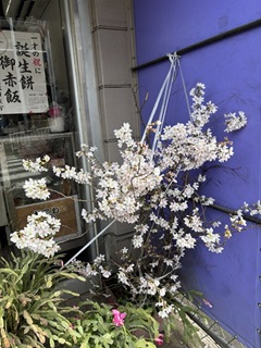 学校近くの伊勢屋さん前で桜が咲き始めました